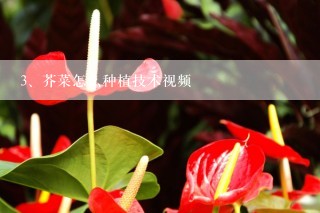 芥菜怎么种植技术视频