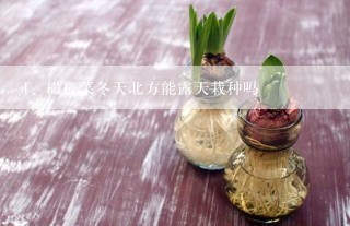 橄榄菜冬天北方能露天栽种吗