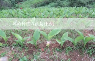 蝉的种植方法是什么?