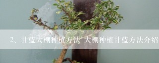 甘蓝大棚种植方法 大棚种植甘蓝方法介绍