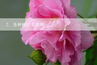 各种绿叶菜名称