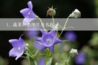 蔬菜种类图片及名称