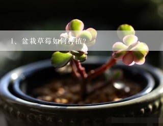 盆栽草莓如何种植？