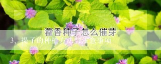 提子的种植方法与注意事项