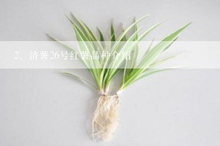 济薯26号红薯品种介绍