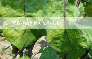 双孢菇的种植方法和技术