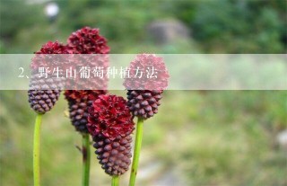 野生山葡萄种植方法