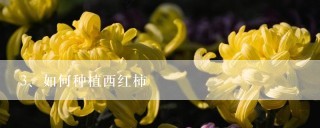 如何种植西红柿