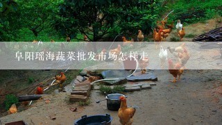 阜阳瑶海蔬菜批发市场怎样走