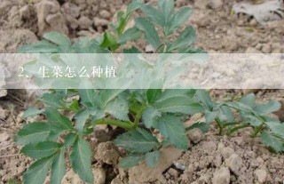 生菜怎么种植