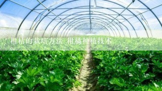 柑桔的栽培方法 柑橘种植技术