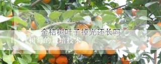 红树莓的栽培技术