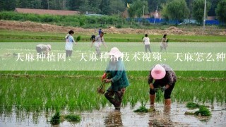 天麻种植网，天麻种植技术视频，天麻怎么种，天麻行情