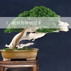 脐橙的种植技术