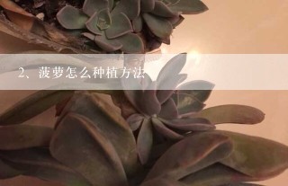 菠萝怎么种植方法