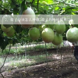 提子应该怎么种植_提子的种植技术(2)