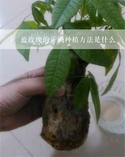 蓝玫瑰的正确种植方法是什么