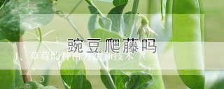 草莓的种植方法和技术