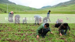 野胡萝卜的种植技术