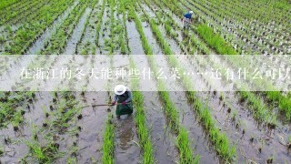 在浙江的冬天能种些什么菜……还有什么可以爬藤的蔬菜……因为会下雪？