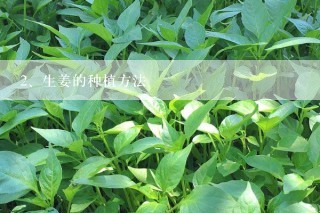 生姜的种植方法