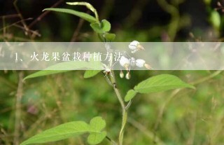 火龙果盆栽种植方法