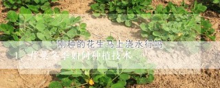 芹菜冬季如何种植技术