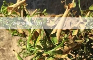 香菇蜜种植信息