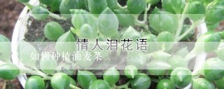 如何种植油麦菜