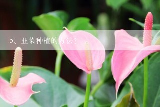 韭菜种植的方法？