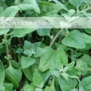 柚子怎么种植方法