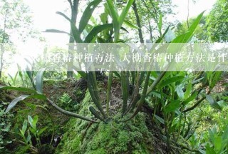 大棚香椿种植方法 大棚香椿种植方法是什么