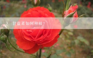 甘蓝菜如何种植？