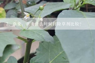 燕麦，雀麦什么时候打除草剂比较？