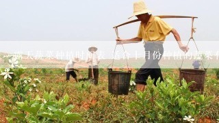 露天蔬菜种植时间表 适合十月份种植的蔬菜有哪些常见