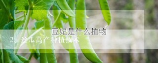 丝瓜高产种植技术