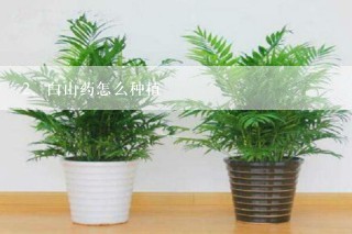 白山药怎么种植