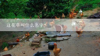 这花草叫什么名字？