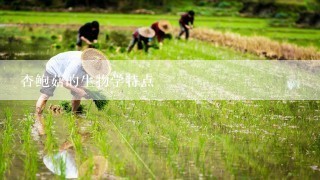 杏鲍菇的生物学特点