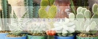 黄花菜怎么种植