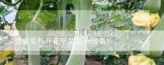 紫菜苔开花早是怎么回事？