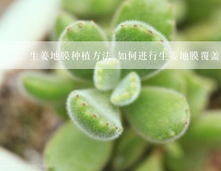 生姜地膜种植方法 如何进行生姜地膜覆盖栽培