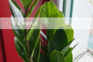 芽菜种植方法