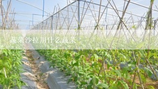 蔬菜沙拉用什么蔬菜