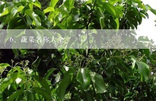 蔬菜名称大全