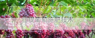 什么蔬菜含钙最高？