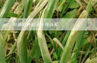 柑橘的种植及管理技术