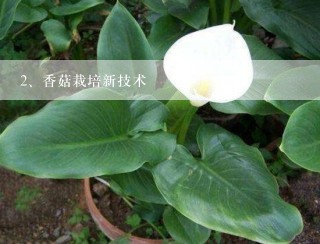 香菇栽培新技术