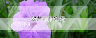 芍药种植