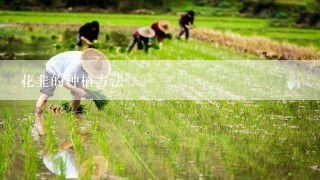 花韭的种植方法